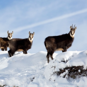 Les soirées nature et bien-être : « Présentation de la faune de la Vallée »