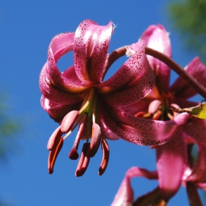 Les soirées nature et bien-être : « Richesse de la flore névachaise ! » 