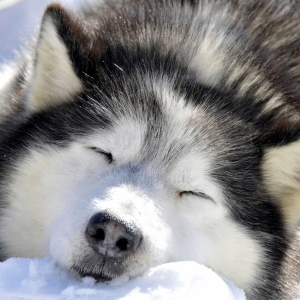 Arrivée du père Noël en attelage de chiens de traineaux