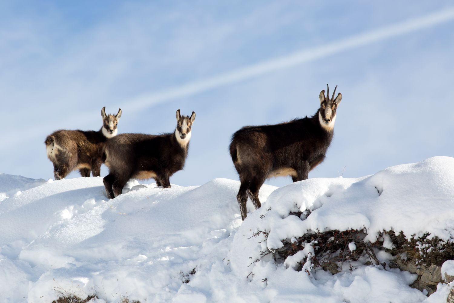 Les soirées nature et bien-être : « Présentation de la faune de la Vallée »