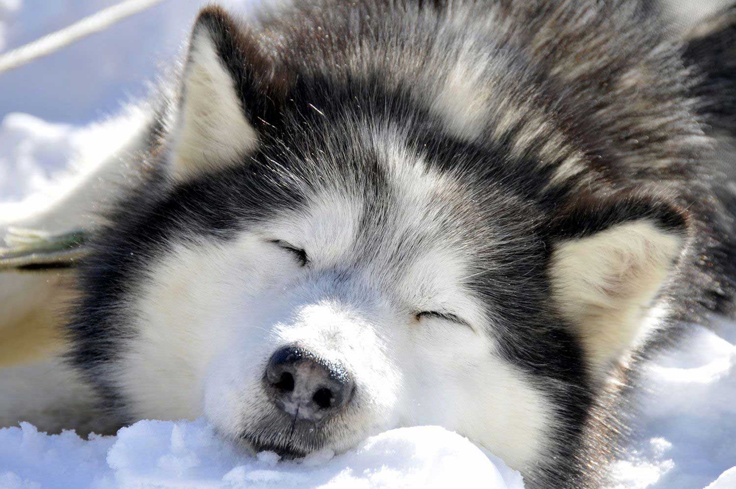 Arrivée du père Noël en attelage de chiens de traineaux