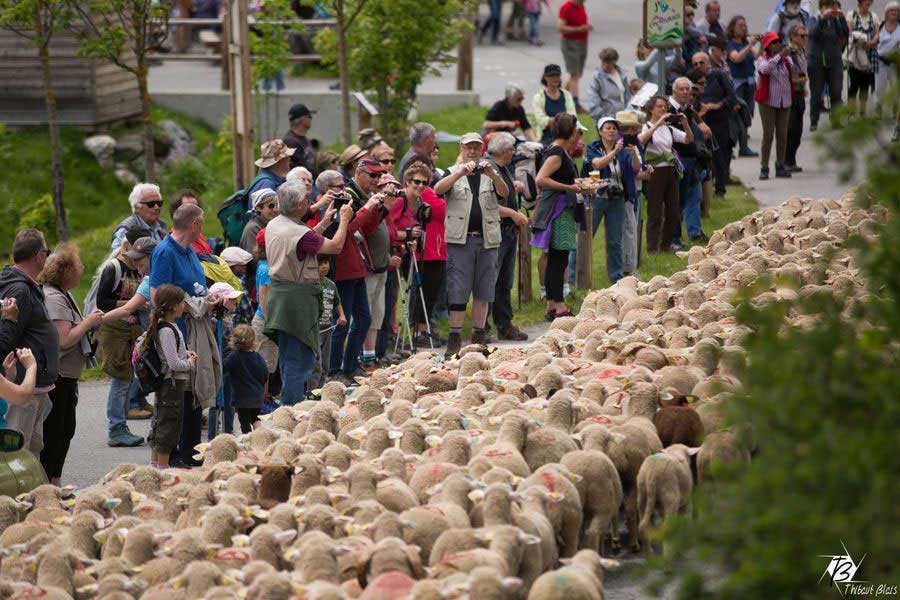 Fête de la transhumance à Névache 2018